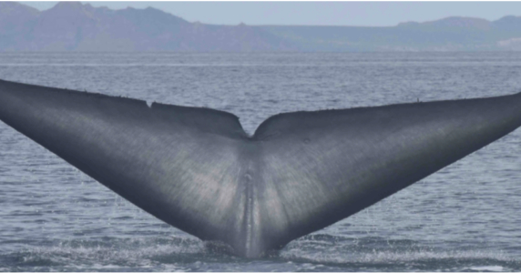 Belgian shipowners and the Great Whale Conservancy urge the whole shipping industry to take part in whale conservancy efforts