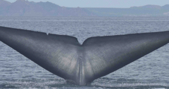 “How can European Shipping lead the way in global whale conservancy? “, 19 September, Brussels